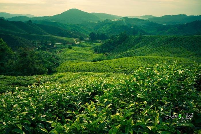 رئیس سازمان چای کشور مطرح کرد: وجود ۶ هزار هکتار باغ چای رها شده