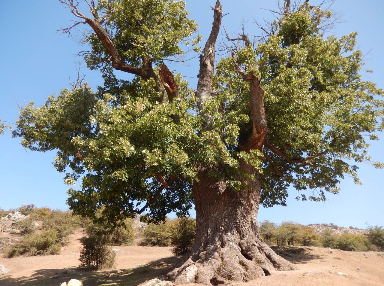 درخت هزارساله گیلان در فهرست میراث طبیعی ملی نشست