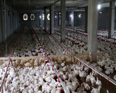 برای تأمین بازار عید انجام شد؛ افزایش ۱۵ درصدی تولید مرغ در گیلان