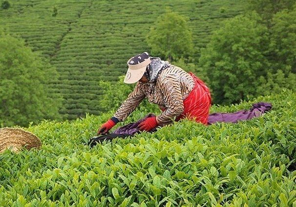 رئیس سازمان چای کشور: بیش از ۲۳۰ میلیارد تومان از مطالبات چایکاران پرداخت شد