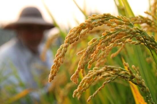 خوشه دهی ساقه های طلایی برنج در ۹۰درصد از شالیزارهای گیلان