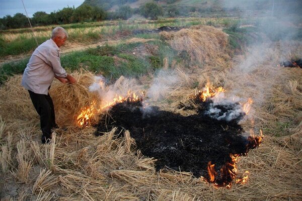 آتش زدن کاه و کلش محصول برنج مصداق آلودگی محیط زیست است