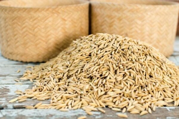 رئیس جهاد کشاورزی گیلان خبر داد: توزیع ۱۷۰۰ تن بذر گواهی شده برنج در گیلان