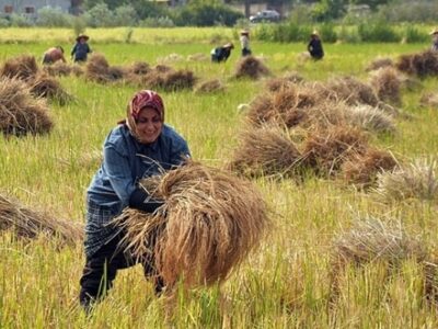 ۱۷۸ هزار هکتار از شالیزارهای گیلان برداشت شد