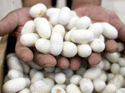 آغاز برداشت پیله تر ابریشم در گیلان