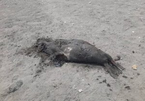 کشف لاشه فوک خزری در ساحل رضوانشهر