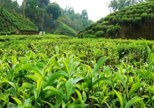 آغاز پرداخت تسهیلات کم بهره به چایکاران و کارخانه داران چایسازی شمال کشور