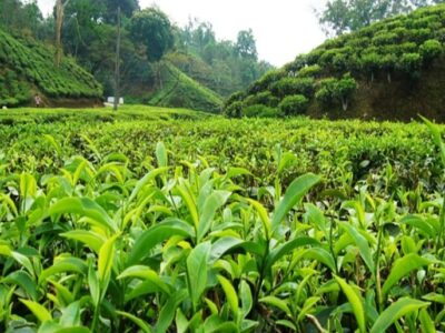 آغاز پرداخت تسهیلات کم بهره به چایکاران و کارخانه داران چایسازی شمال کشور