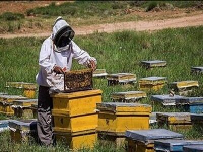 ۸۰ تُن عسل از زنبورستانهای لنگرود برداشت شد