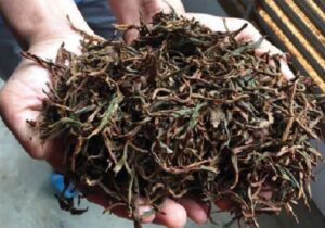 کشف انبارهای غیرمجاز چای ضایعاتی در شرق گیلان؛ محکومیت قضایی پس از تأیید دیوان عالی