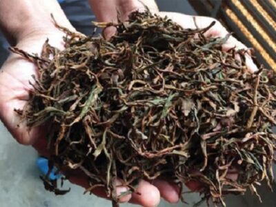 کشف انبارهای غیرمجاز چای ضایعاتی در شرق گیلان؛ محکومیت قضایی پس از تأیید دیوان عالی