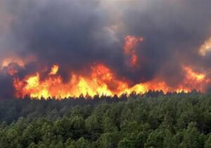 حریق دوهکتاری در جنگل های آستارا مهار شد