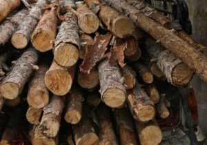 کشف ۱۸ تن چوب قاچاق در غرب گیلان