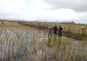 دام‌های هوایی در زیستگاه‌های گیلان جمع آوری می‌شوند