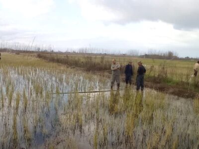 دامهای هوایی در زیستگاههای گیلان جمع آوری میشوند