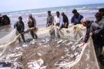 صید بیش از ۵۰۰ تن انواع ماهیان استخوانی در دریای خزر