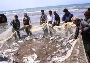 صید بیش از ۵۰۰ تن انواع ماهیان استخوانی در دریای خزر