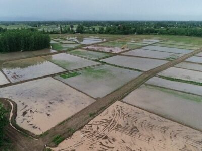 نوسازی و تجهیز ۸۹ هزار هکتار از اراضی شالیزاری گیلان