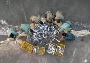 ۶۳۸ تن انواع ماهیان استخوانی در گیلان صید شد