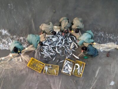 ۶۳۸ تن انواع ماهیان استخوانی در گیلان صید شد