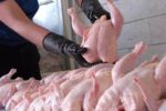 رشد ۴ درصدی تولید گوشت مرغ در گیلان