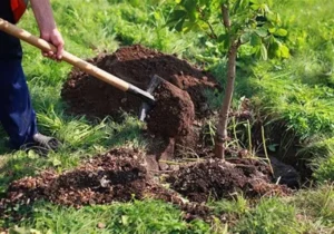 کاشت بیش از ۲۴ میلیون اصله نهال در گیلان؛ با زمین‌خواران برخورد می شود