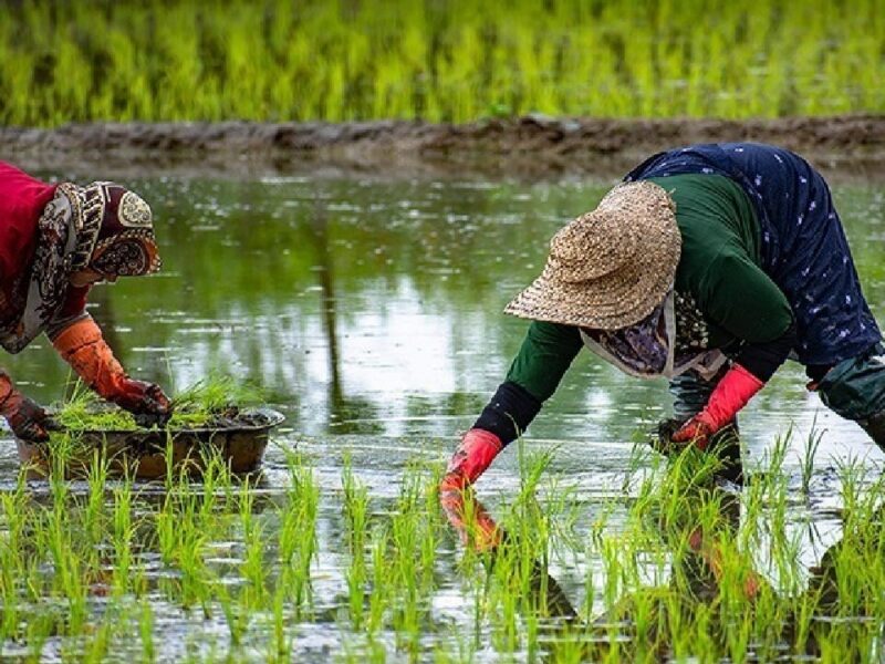 کشاورزان گیلانی سال کم‌تنش آبی را تجربه خواهند کرد