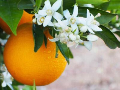 برگزاری دهمین جشنواره بهارنارنج در کومله