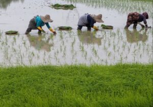 نشاء برنج در ۲۱۴ هزار هکتار از شالیزارهای گیلان