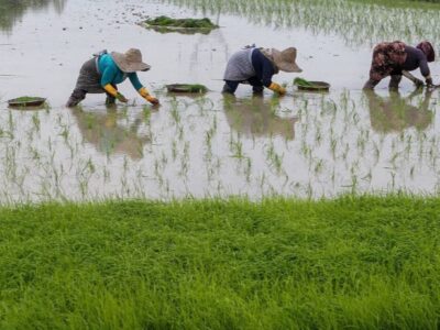 نشاء برنج در ۲۱۴ هزار هکتار از شالیزارهای گیلان