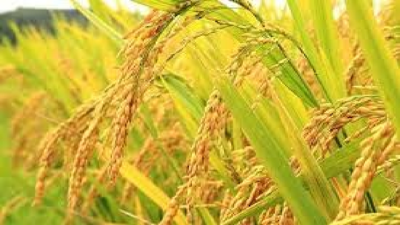 پیش بینی افزایش ۵ درصدی تولید برنج در گیلان