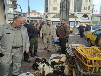 برخورد جدی با فروشندگان پرندگان مهاجر در گیلان