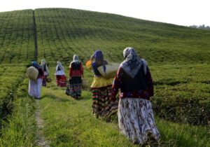 نخستین باغ چای ایران در لاهیجان ثبت ملی شد