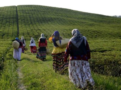 نخستین باغ چای ایران در لاهیجان ثبت ملی شد