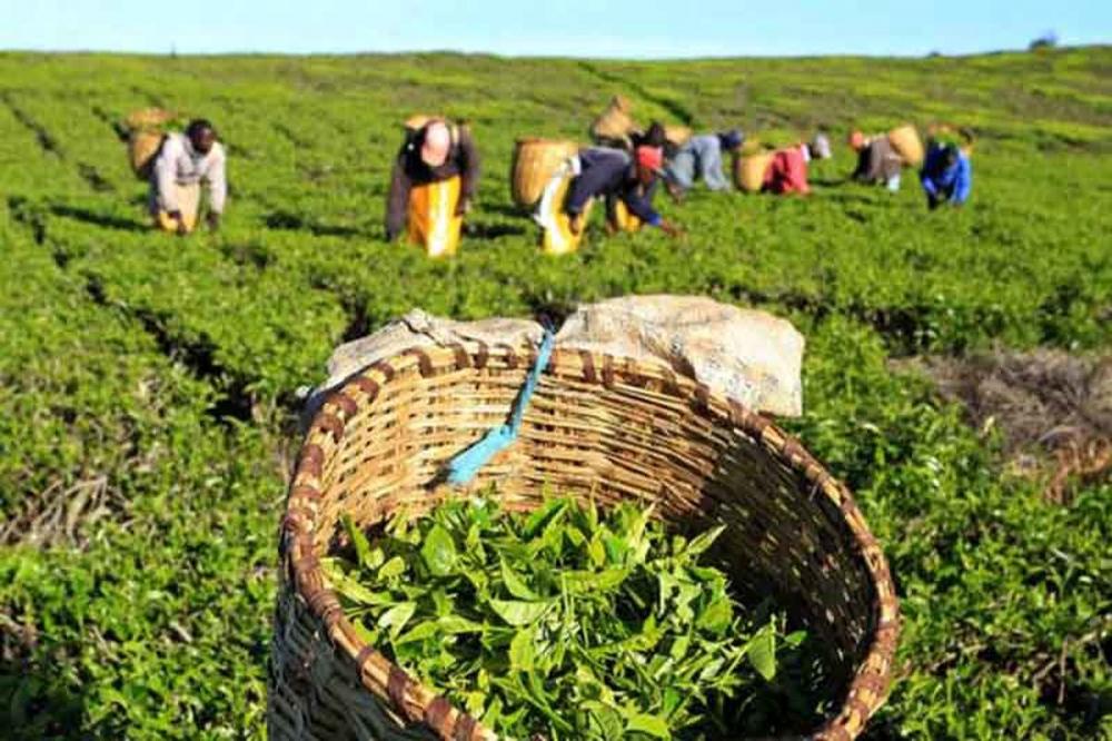 ۹۶ درصد از مطالبات چایکاران شمال کشور پرداخت شده است