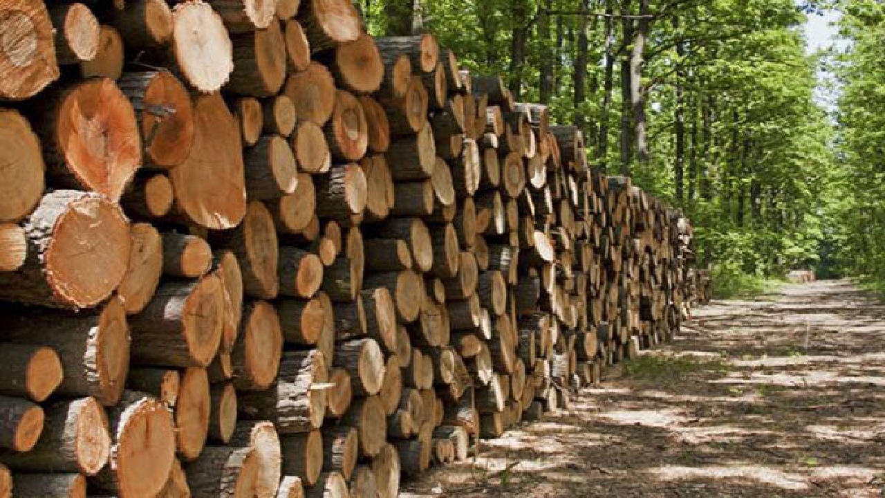 کشف بیش از ۷ تن چوب جنگلی قاچاق در سیاهکل