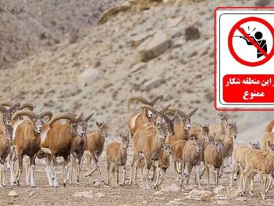 تمدید ۵ ساله وضعیت شکار ممنوع برای حیات‌وحش عمارلو