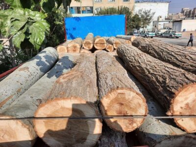 محکومیت میلیونی قاچاقچی چوب در گیلان