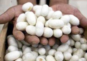 آغاز برداشت پیله تر ابریشم در گیلان
