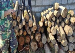 دستگیری ۲۱۹ متخلف حوزه منابع طبیعی و آبخیزداری گیلان