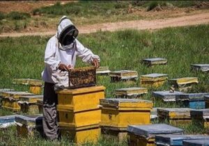 ۸۰ تُن عسل از زنبورستانهای لنگرود برداشت شد