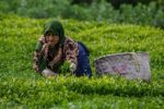 پرداخت ۸۸ درصد مطالبات چایکاران