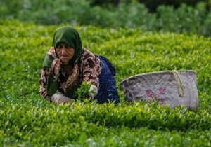 پرداخت ۸۸ درصد مطالبات چایکاران