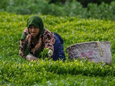 پرداخت ۸۸ درصد مطالبات چایکاران