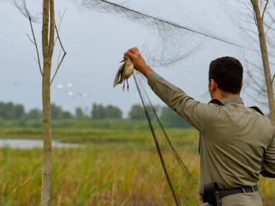 کشف و جمع‌آوری دام‌های هوایی در تالاب امیرکلایه