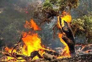 هشدار محیط زیست گیلان درباره افزایش خطر آتش‌سوزی در جنگل‌ها و مراتع