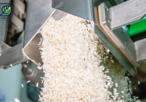 ظرفیت تبدیل برنج در گیلان به ۱.۲ میلیون تن رسید