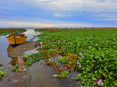 تالاب انزلی در طولانی مدت ممکن است به جنگل تبدیل شود