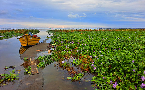 تالاب انزلی در طولانی مدت ممکن است به جنگل تبدیل شود