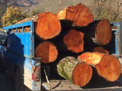 چوب‌های قاچاق در تالش به مقصد نرسید